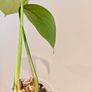 Rhaphidophora Decursiva Dragon tails Image 3