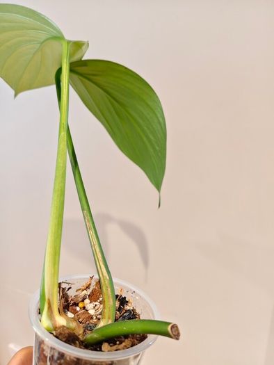Rhaphidophora Decursiva Dragon tails