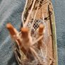 Small Ship in Bottle Image 4