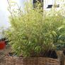 Bamboo Image 3