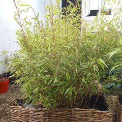 Bamboo