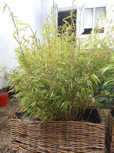 Bamboo