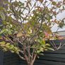 Red Robin Tree / Photinia Image 3