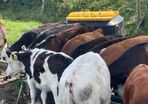 Beef cattle