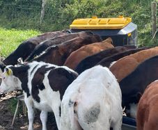 Beef cattle