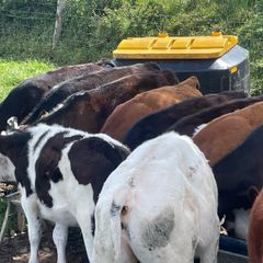 Beef cattle