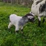 Pygmy Goats Image 5