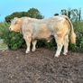 Bull Image 2