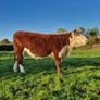 Pedigree Hereford Heifers and Bulls Image 2