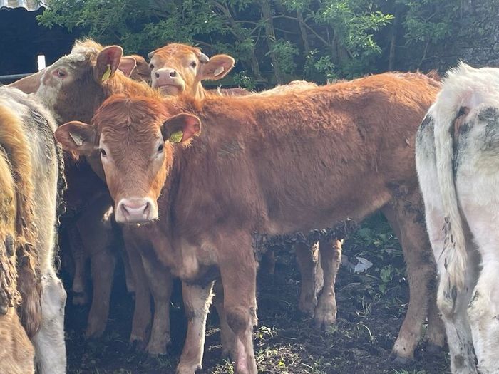 47 super store heifers 450 kg