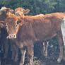 47 super store heifers 450 kg Image 5