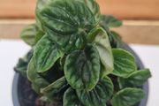 Peperomia caperata emerald plant