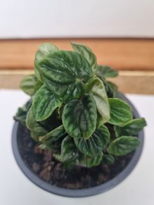 Peperomia caperata emerald plant