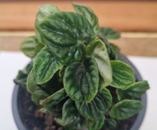 Peperomia caperata emerald plant