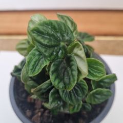 Peperomia caperata emerald plant