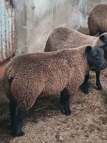 Rams and ewe lambs
