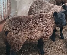 Rams and ewe lambs