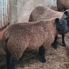 Rams and ewe lambs