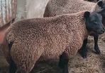 Rams and ewe lambs