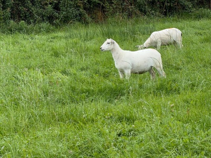 Easy care organic 3 hogget rams & ewe & ram lambs