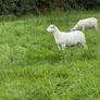 Easy care organic 3 hogget rams & ewe & ram lambs Image 8