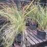 Selection of grasses Image 2
