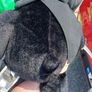 Build a bear Teddy Image 3