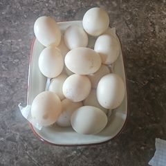 duck eggs