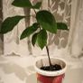 Young avocado plant Image 3