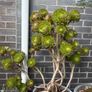 Tree Aeonium (Aeonium arboreum) Image 4