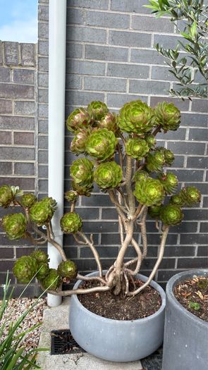 Tree Aeonium (Aeonium arboreum)