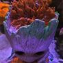 Coral Encrusted Groot 3D Printed Image 2