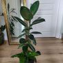 Large Rubber Plant Ficus elastica plant in the ceramic pot Image 6