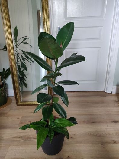 Large Rubber Plant Ficus elastica plant in the ceramic pot