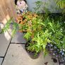 Plant Bundle 20+ plants end of season sale!!!! Image 9