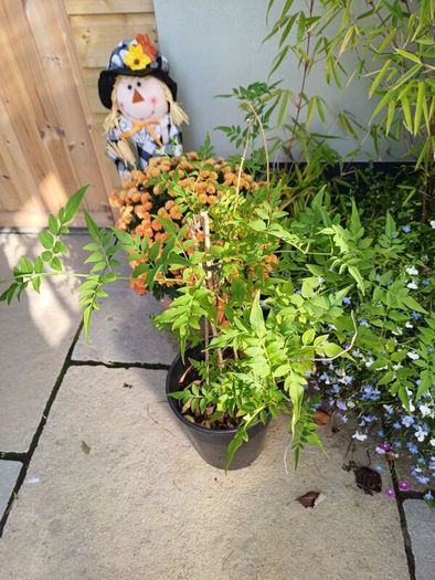 Plant Bundle 20+ plants end of season sale!!!!