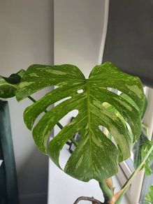 Monstera Thai constellation