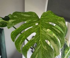 Monstera Thai constellation