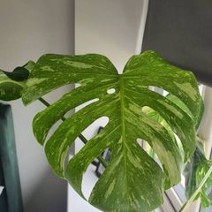 Monstera Thai constellation