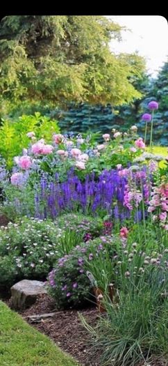 plants