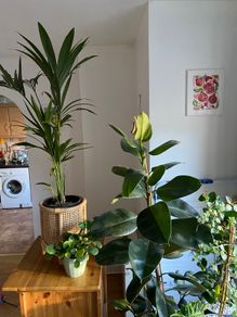 Indoor/ Outdoor Plants