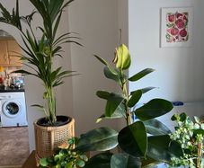 Indoor/ Outdoor Plants