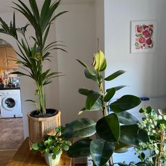 Indoor/ Outdoor Plants