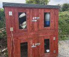 chicken coop can be used for  rabbits  also