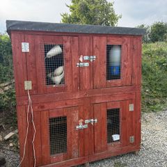 chicken coop can be used for  rabbits  also