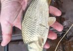 carp