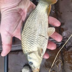 carp