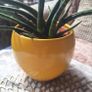 Sansevieria Cylindrica with Yellow Pot Image 2