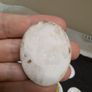 Antique Porcelain Portrait Plaques Cabochons Image 7
