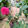 garden plants Image 2